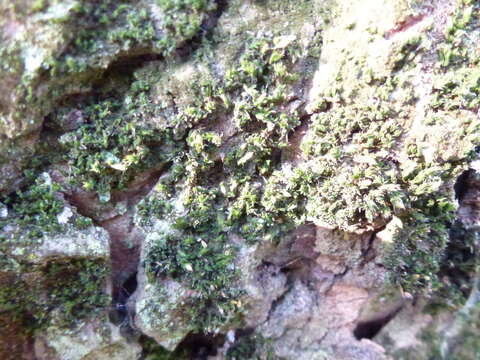 Image of orthotrichum moss