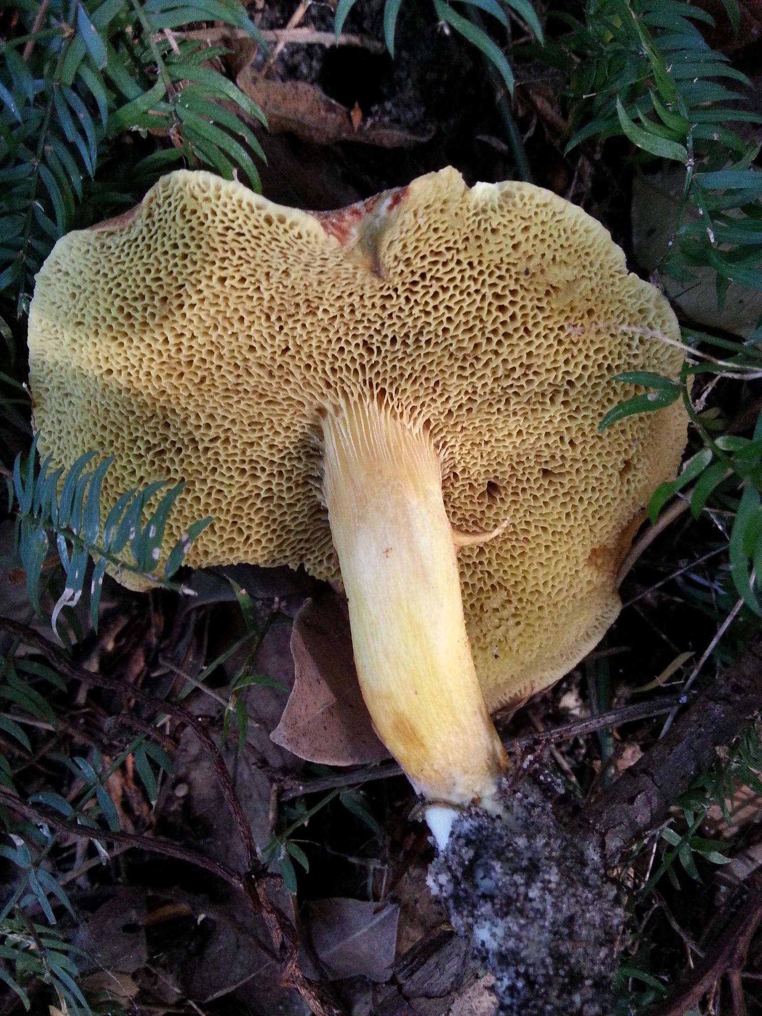 Image of Xerocomellus cisalpinus (Simonini, H. Ladurner & Peintner) Klofac 2011