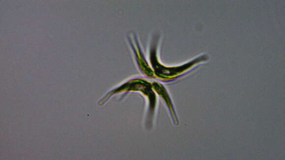 Image of Tetradesmus lagerheimii M. J. Wynne & Guiry 2016