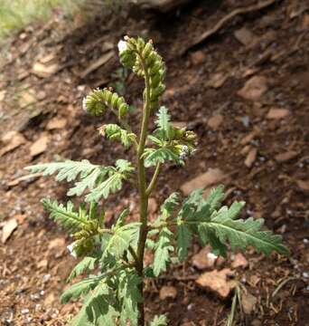 Phacelia denticulata Osterh. resmi