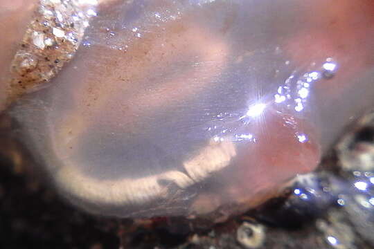 Image of Orange-tipped sea squirt