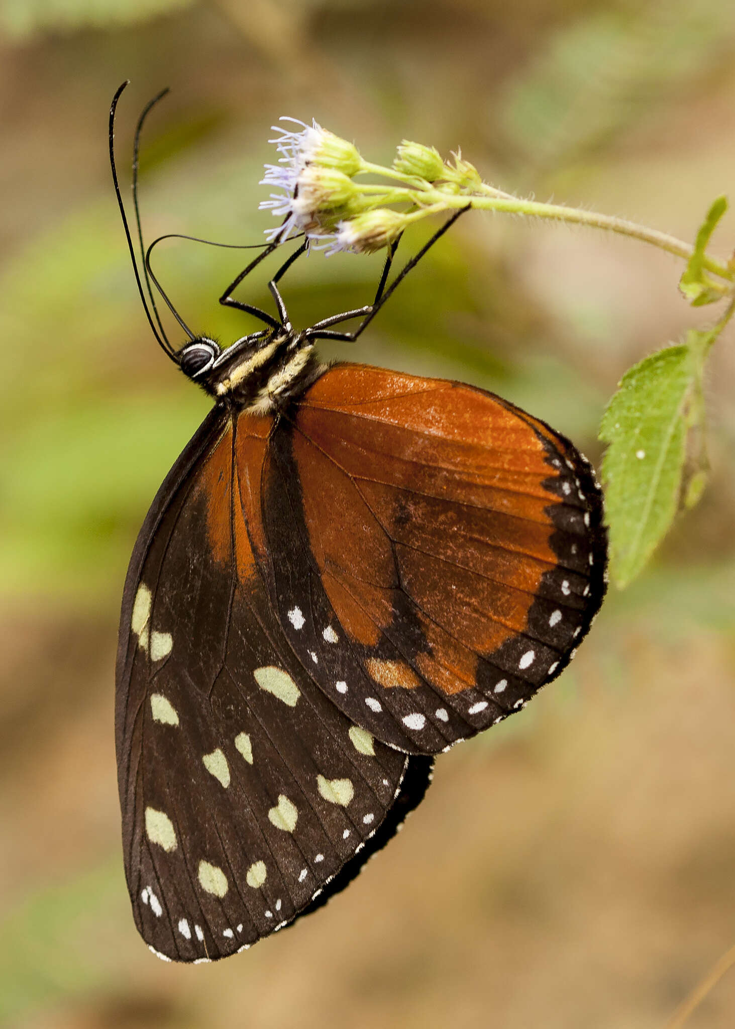 Imagem de Tithorea tarricina pinthias Godman & Salvin 1878