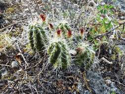 Image of Echinocereus parkeri subsp. parkeri