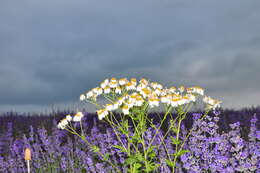 Image of corymbflower tansy