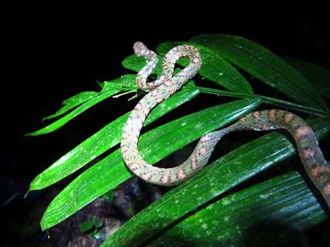 Image of Stejneger's Snail Sucker