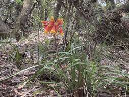 Image of Christmas bells