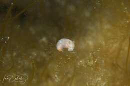 Image of Gymnodoris alba (Bergh 1877)