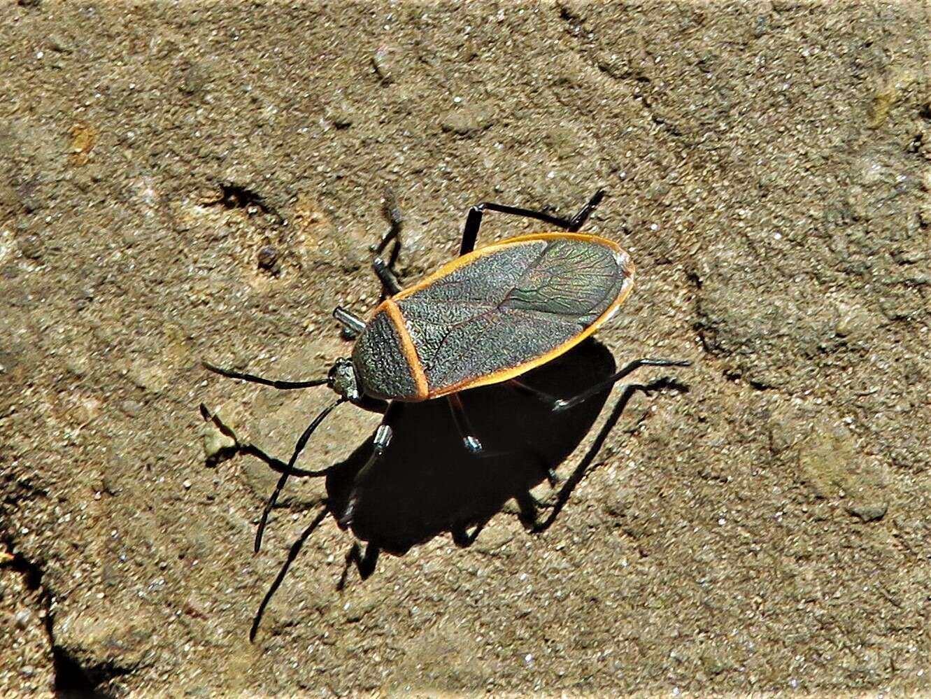 Image of Largus Bug