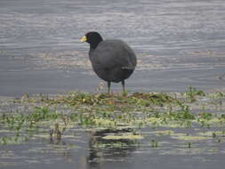 Image of Andean Coot