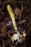 Image of Cordyceps bifusispora O. E. Erikss. 1982