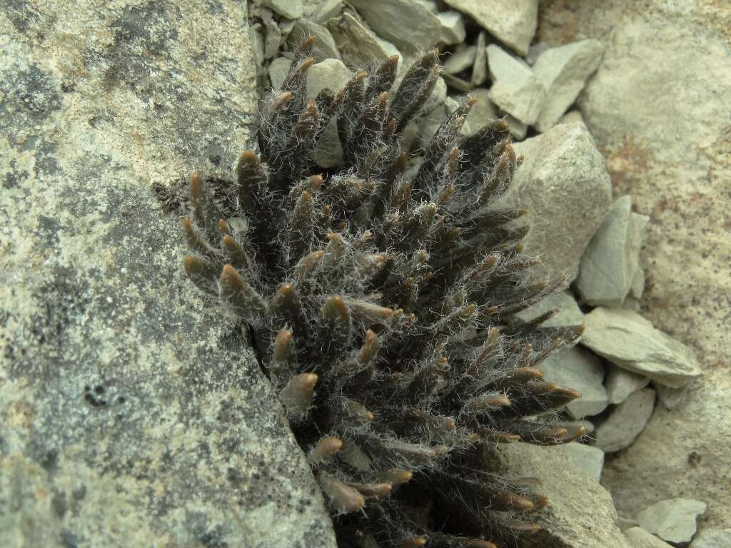 Image of Ranunculus scrithalis P. J. Garnock-Jones