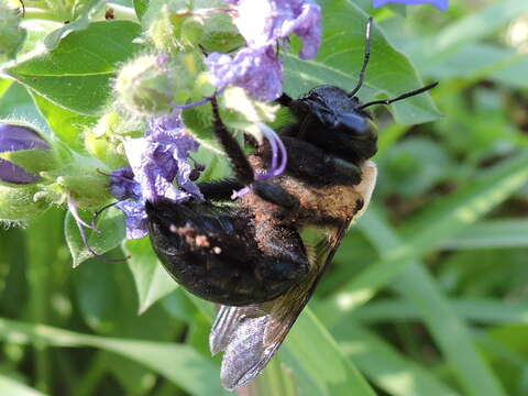 Image of Eastern Carpenter Bee