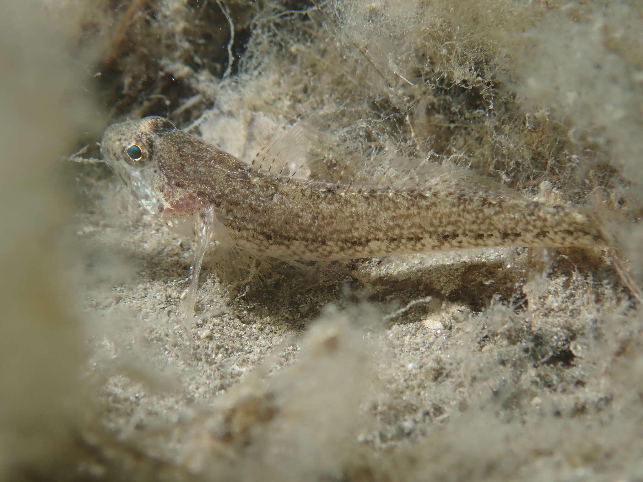 Image of Couch's Goby