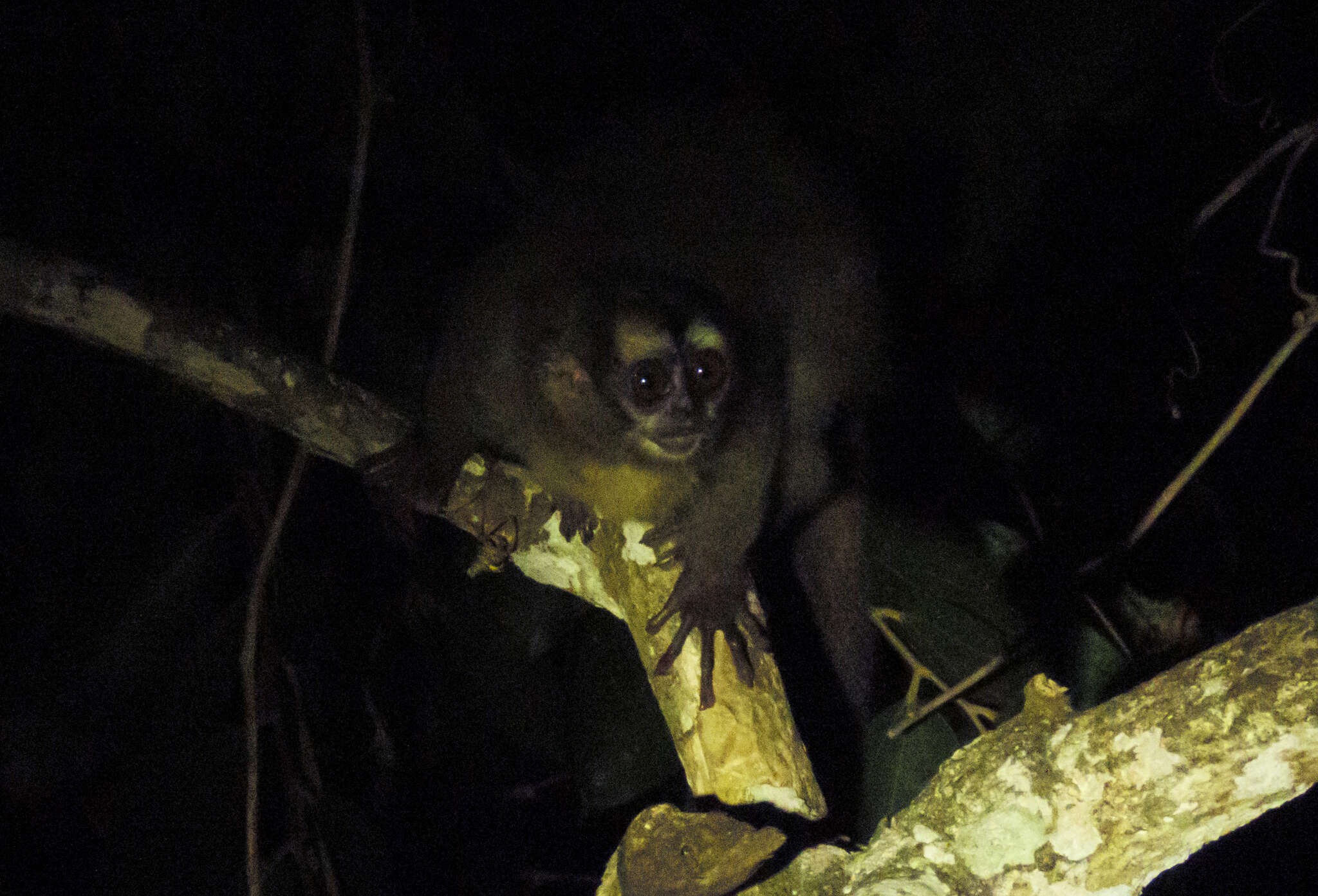 Image of Panamanian Night Monkey