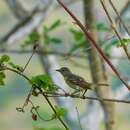 Plancia ëd Capsiempis flaveola leucophrys Berlepsch 1907