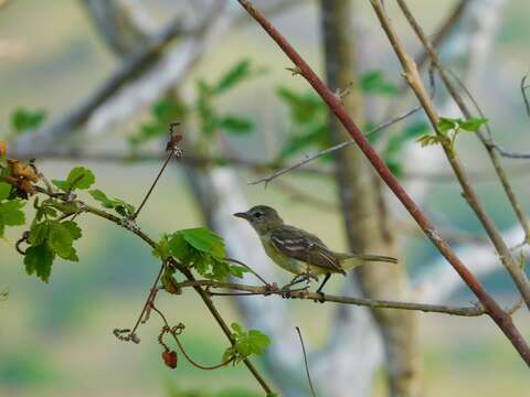 Capsiempis flaveola leucophrys Berlepsch 1907的圖片