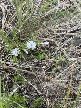 Image of tufted phlox