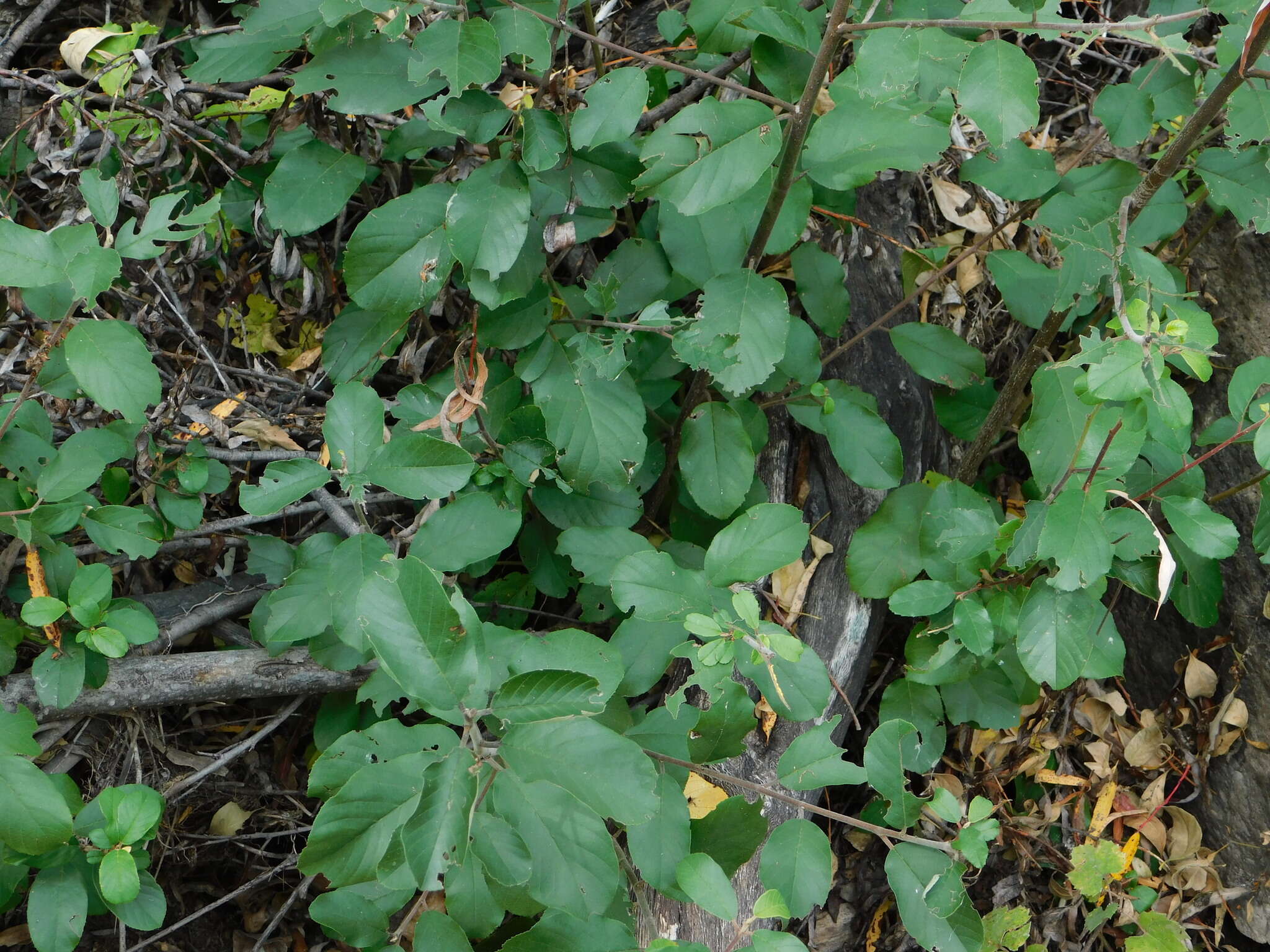 Image of beechleaf frangula