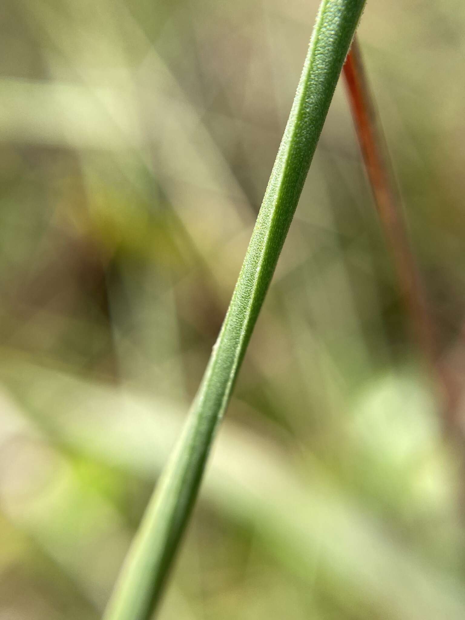 Image of Harper's yelloweyed grass