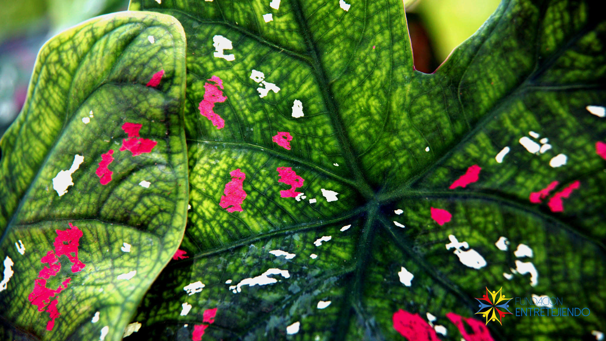 Image of Caladium bicolor (Aiton) Vent.