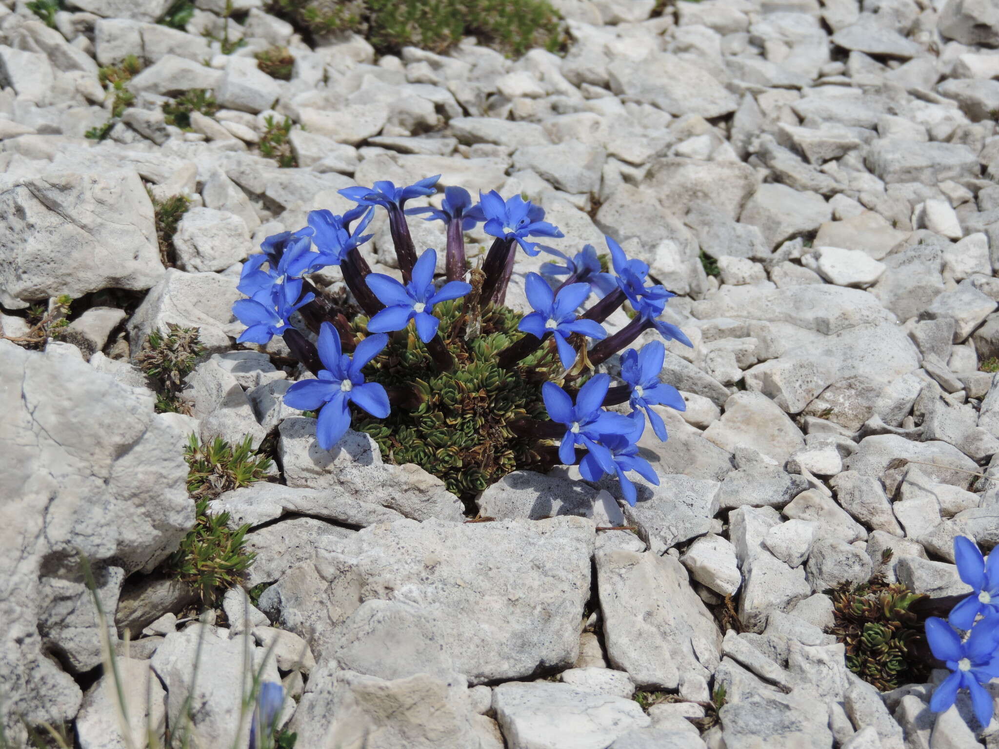 Image of Gentiana terglouensis subsp. terglouensis