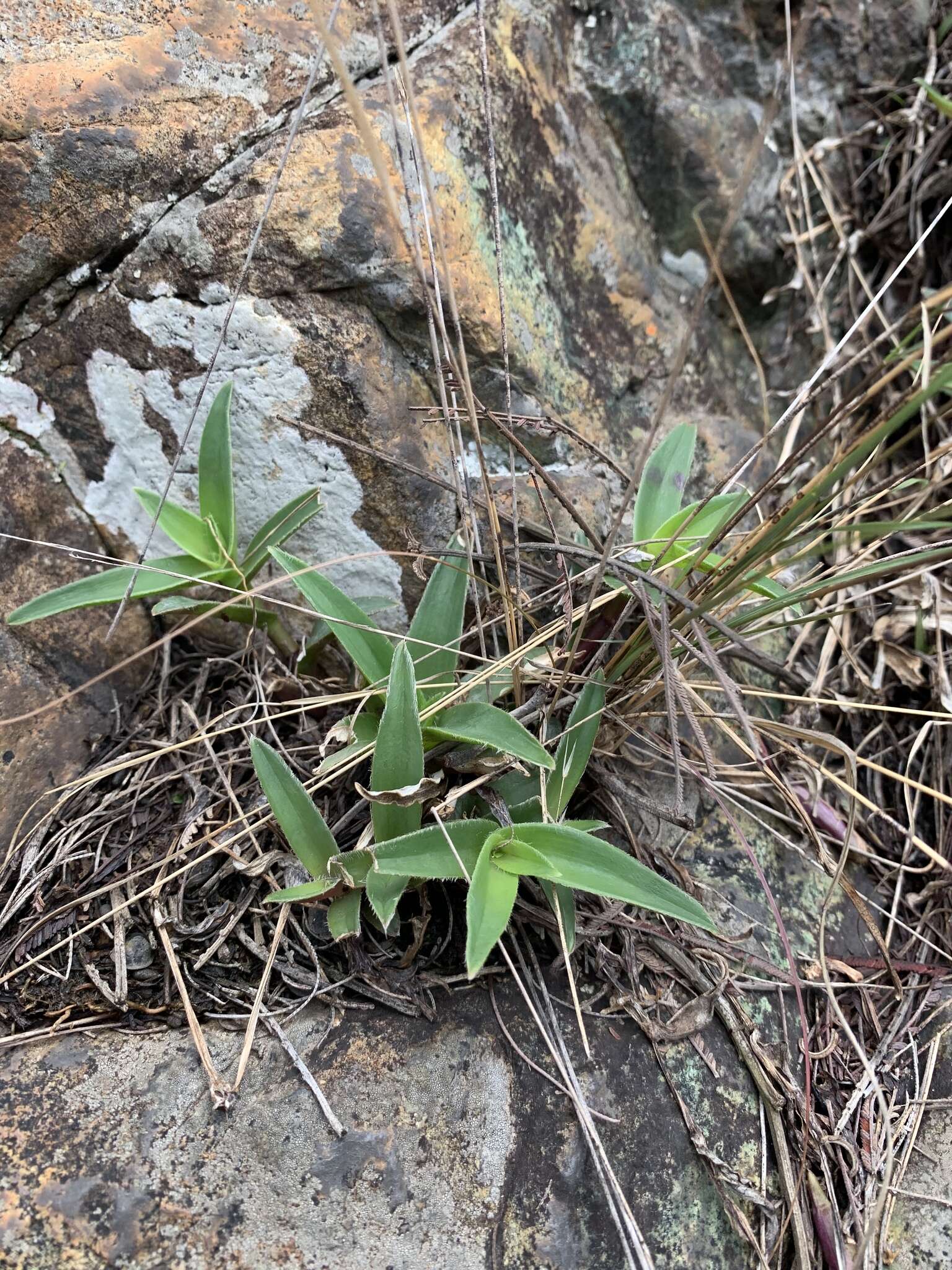 Слика од Cyanotis lapidosa E. Phillips