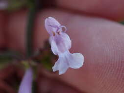 Imagem de Salvia repens Burch. ex Benth.