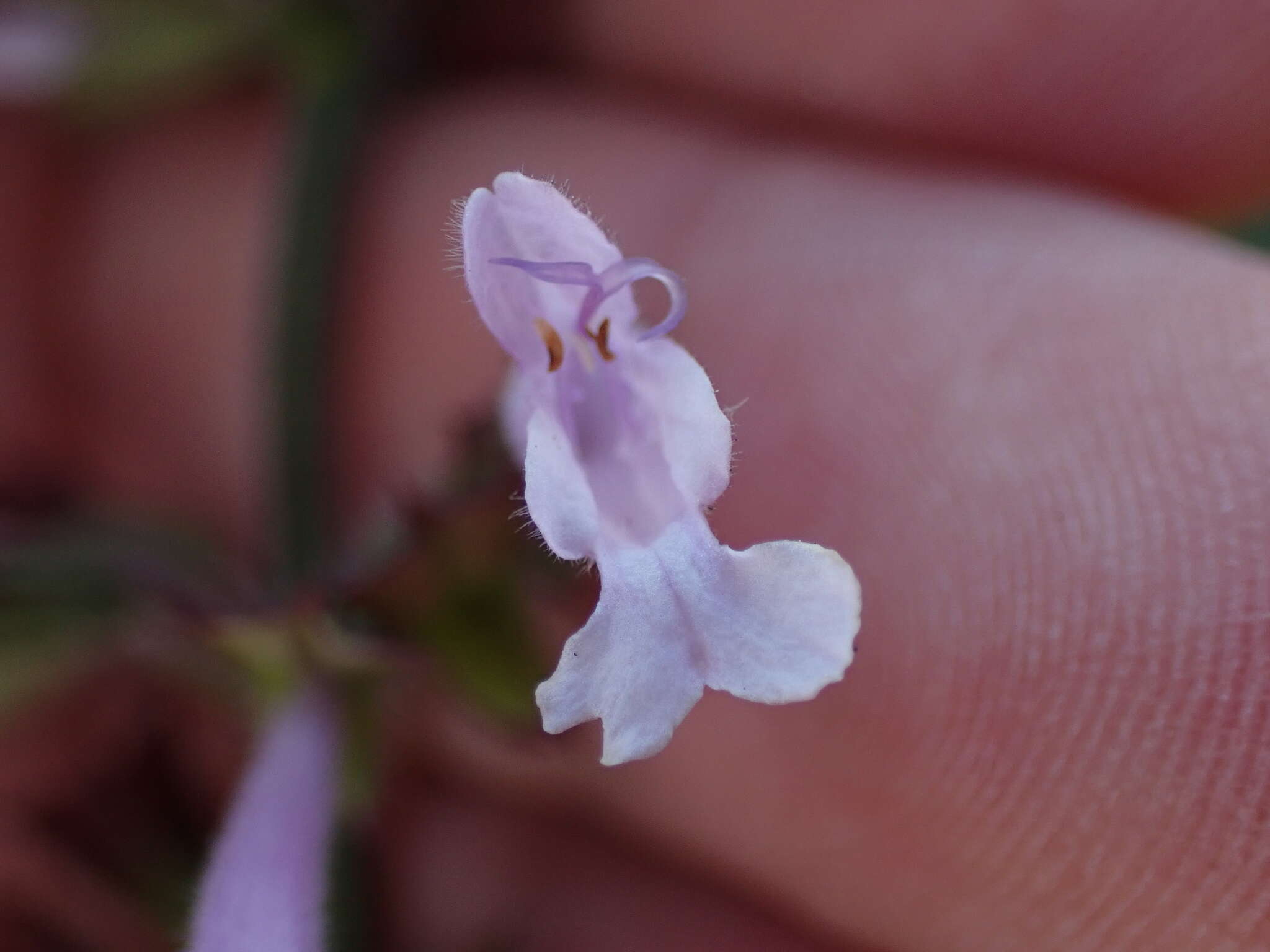 Image de Salvia repens Burch. ex Benth.