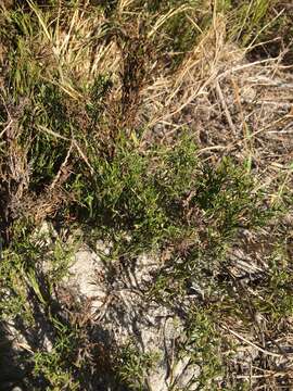 Image of Thamnochortus obtusus Pillans