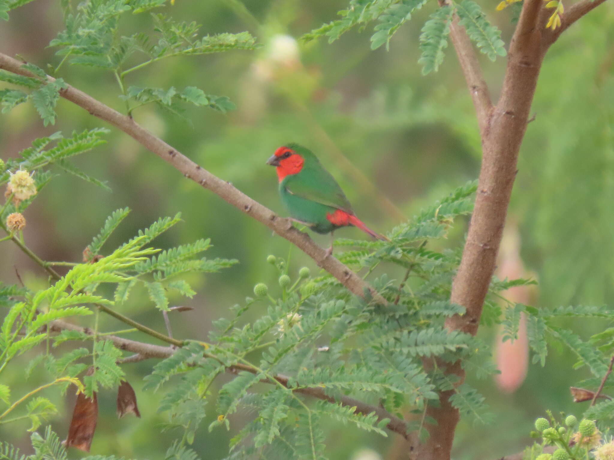 Image of Red-throated Parrot-Finch