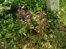 Image of Komper's Orchid