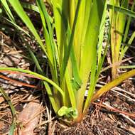 Image of bog yelloweyed grass