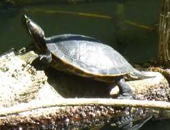 Image of Trachemys stejnegeri vicina (Barbour & Carr 1940)