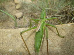 Image de Clonia (Hemiclonia) assimilis Kaltenbach 1971