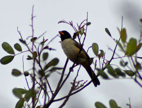 Image of Black-throated Saltator