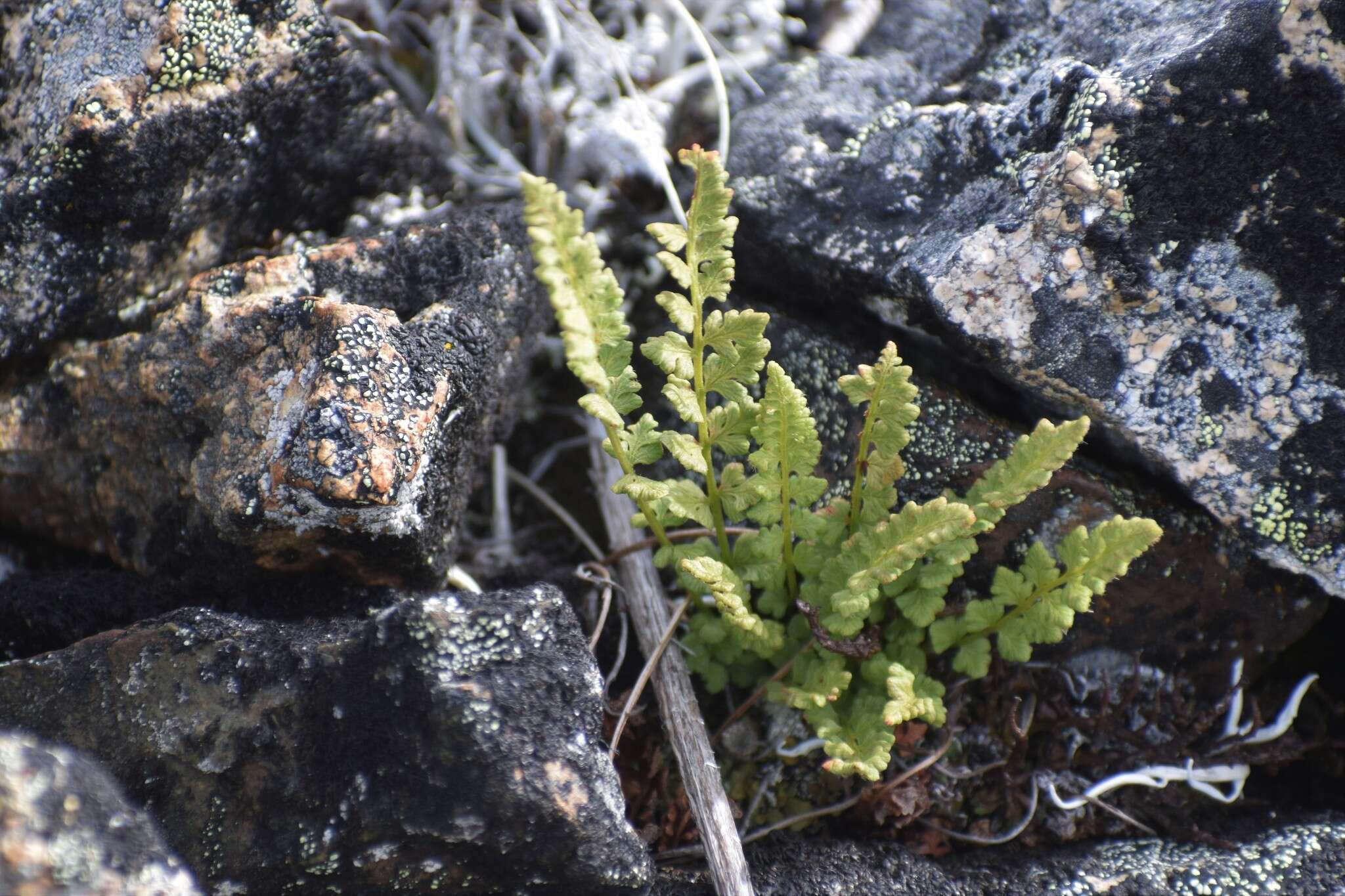 Image of smooth woodsia