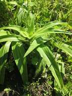 Image de Gentiana grandiflora Laxm.