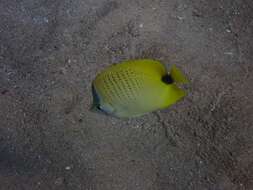 Image of Lemon Butterflyfish