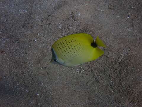 صورة Chaetodon miliaris Quoy & Gaimard 1825