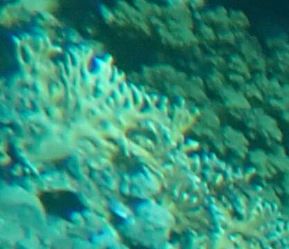 Image of Fire coral