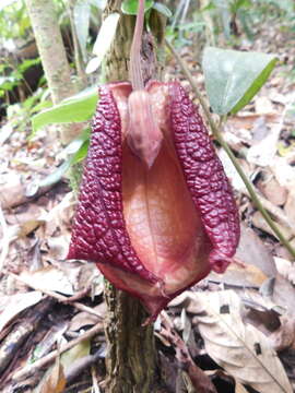 Image of Aristolochia paracleta H. W. Pfeifer