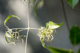 Sivun Clematis formosana Kuntze kuva