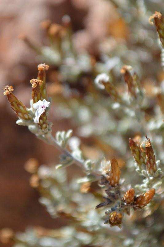 Amphiglossa tomentosa (Thunb.) Harv. resmi