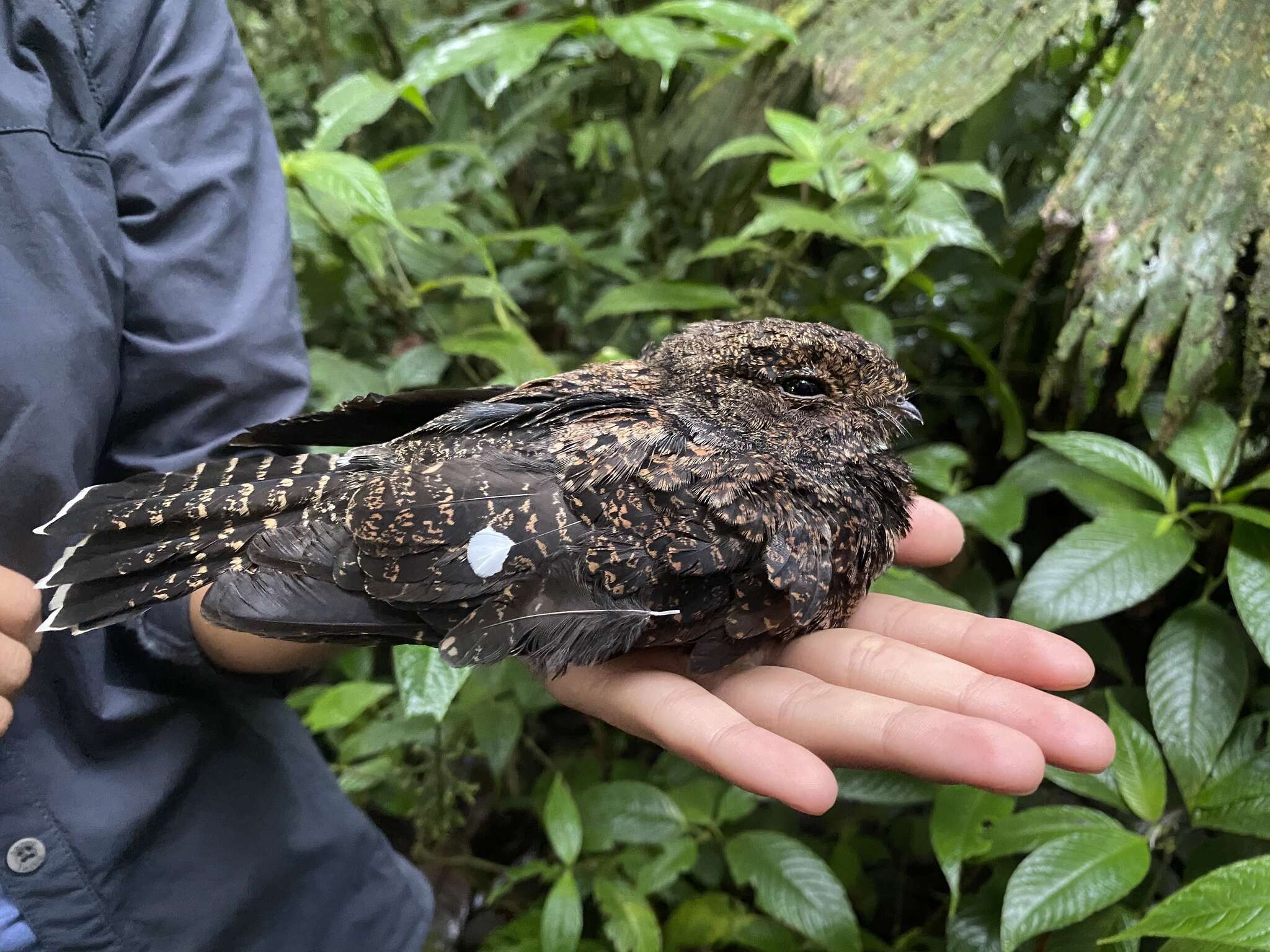 Image of Choco Poorwill