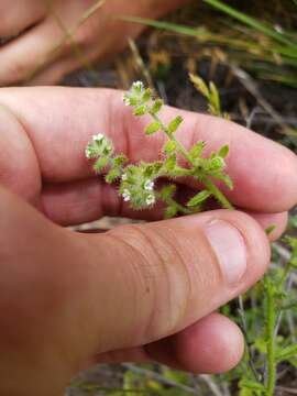 Imagem de Cryptantha texana (A. DC.) Greene