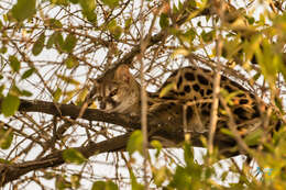 Image of Blotched Genet