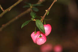 Image of Aristotelia peduncularis (Labill.) J. D. Hook.