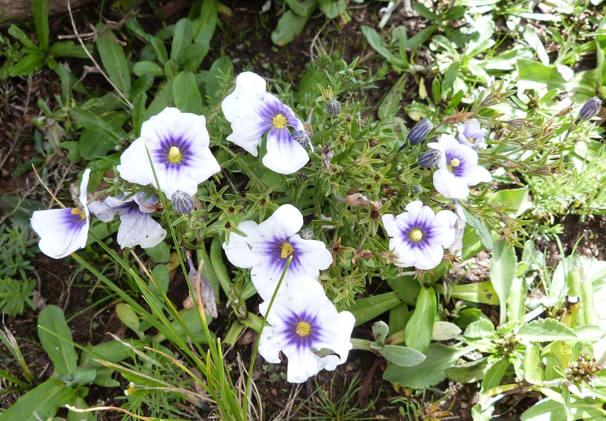 Image of Blue cup flower