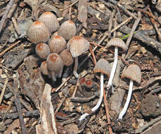 Image of Coprinellus plagioporus (Romagn.) Redhead, Vilgalys & Moncalvo 2001