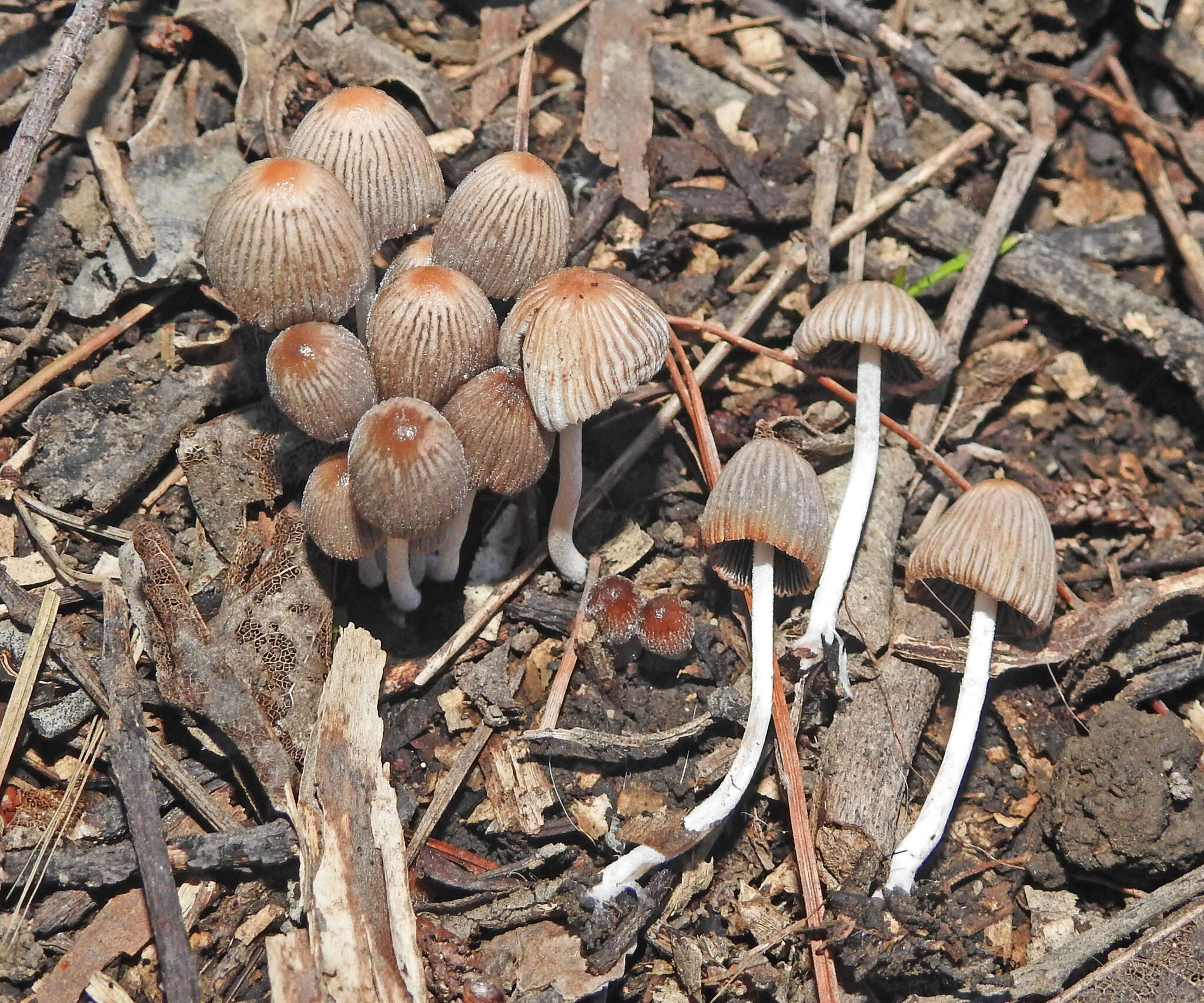 Image de Coprinellus plagioporus (Romagn.) Redhead, Vilgalys & Moncalvo 2001